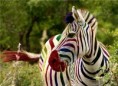 /album/a100-photoshopas/zebras-jpg/